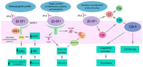 Ijms Free Full Text Catastrophic Antiphospholipid Syndrome