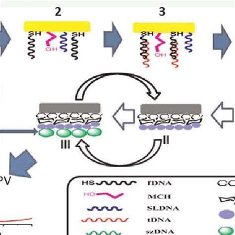 Schematic Illustration Of The Preparation Of The Biosensor Based On