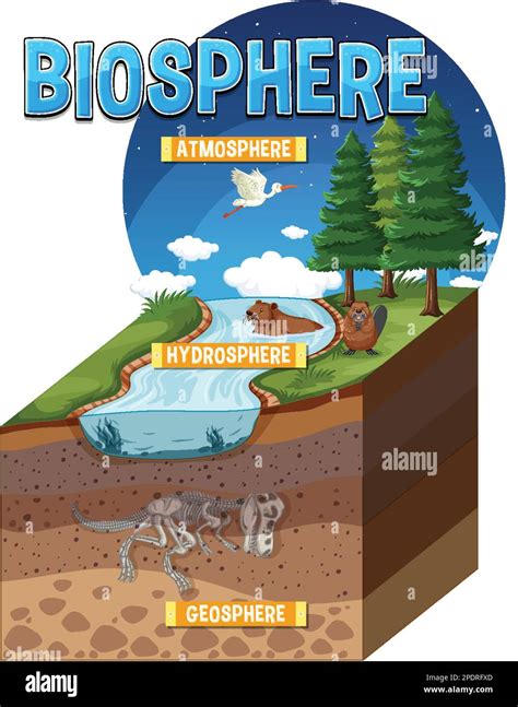 Biosphere Ecology Infographic for Learning illustration Stock Vector Image & Art - Alamy