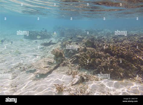 Beautiful underwater view during snorkeling. Maldives, Indian Ocean ...