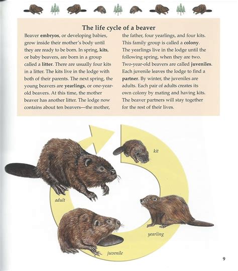 Life Cycle of a Beaver