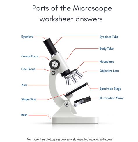 Microscope Labeling Worksheet Answers – Printable PDF Template