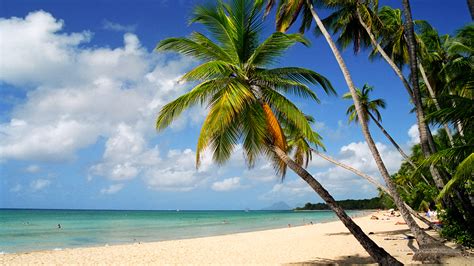 Fond D Cran Martinique Plage Des Salines Et Palmiers Wallpaper