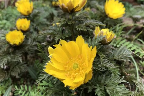 福寿草（フクジュソウ）は元日草｜早春の黄色い花の名前の由来と悲しい伝説 鏡花水月★花つむぎ