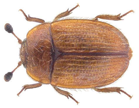 pocadius adustus