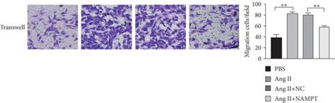 Ang II Induced Endothelial Dysfunction And Changes In The Proliferation