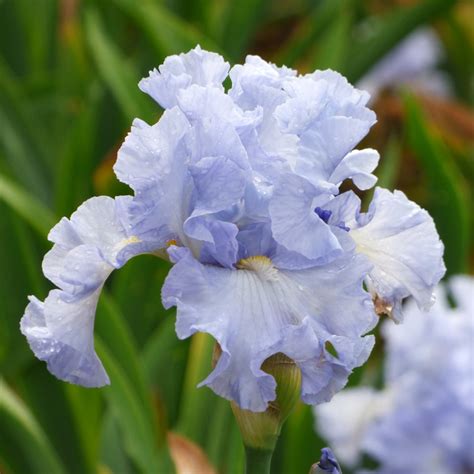 Iris Germanica Absolute Treasure White Flower Farm