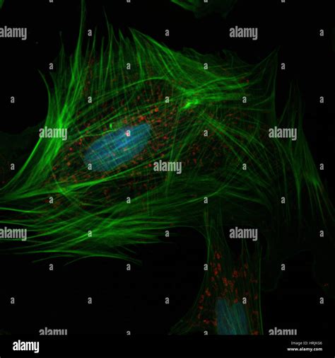 Confocal Fluorescent Micrograph Hi Res Stock Photography And Images Alamy