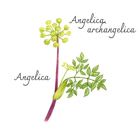 Angelica Herbs Herbal Reality