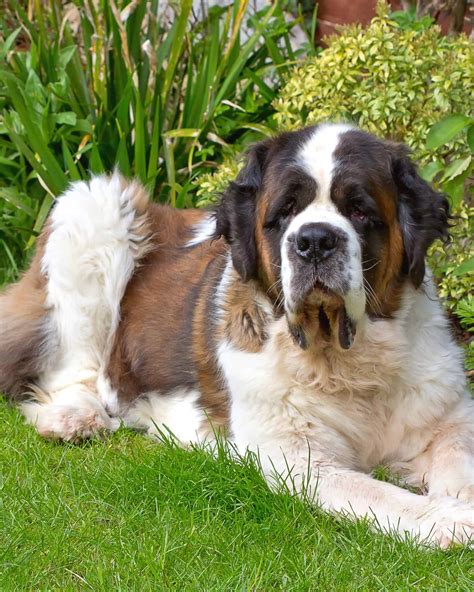 17 Saint Bernard Colors Explained With Pictures