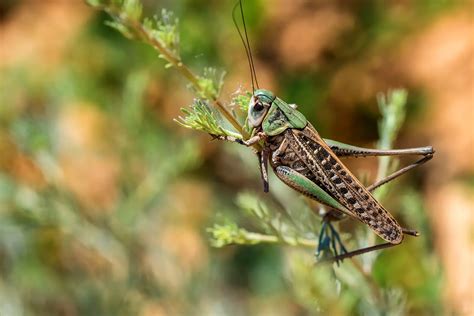 Why Do Crickets Make Noise At Night Bug Domain