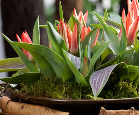 Tulip types explained – and where best to plant these…