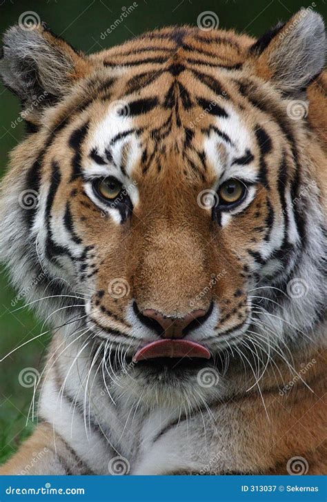 Tiger Licking Mouth Stock Image Image Of Carnivore Mouth 313037