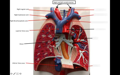 Lung Markings Pt Diagram Quizlet