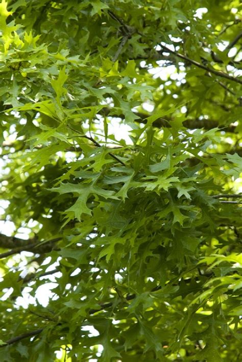 Oak Swamp Spanish A Garden Center Duluth Minnesota Plants