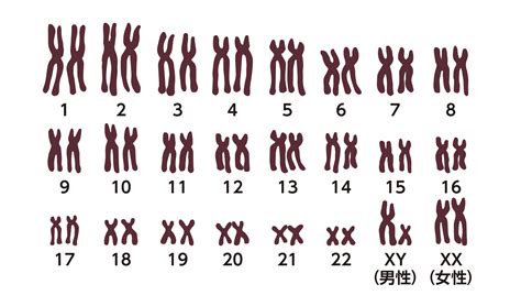 Haeの遺伝 遺伝性血管性浮腫情報サイト Hae Info