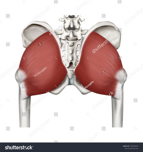 3d Medical Illustration Explanation Gluteus Maximus ภาพประกอบสต็อก