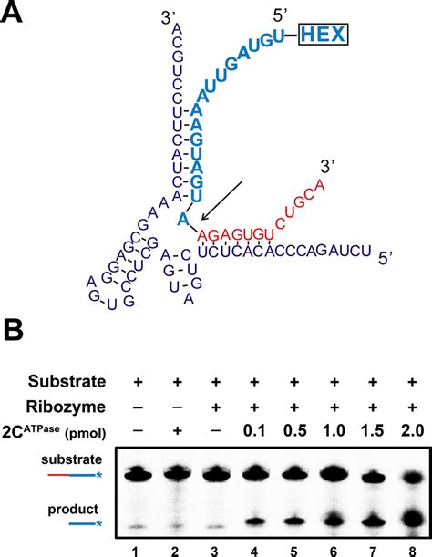 2catpase Enhances Hammerhead Ribozyme Activity A Schematic