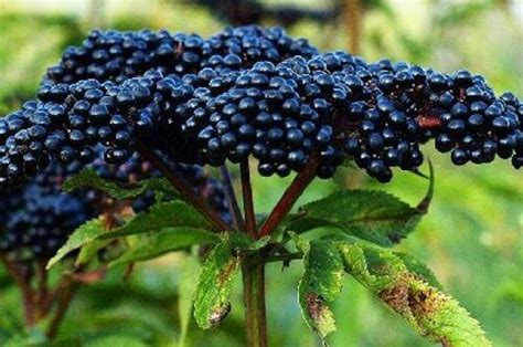 Вълшебните, малки черни плодчета - акумулатори на слънчевите лъчи!