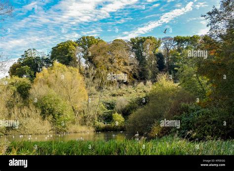 Autumn Trees And Lake At Ninesprings Country Park Yeovil Somerset Uk