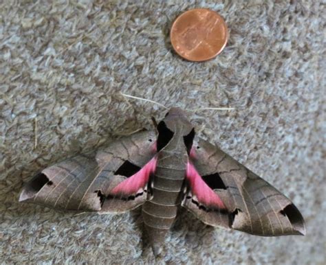 Common Large Moths — Texas Insect Identification Tools