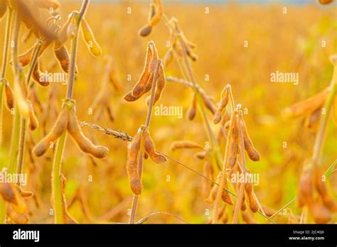 Soybean Crop Pods Of Ripe Soybeans Agriculture And Farming Growing