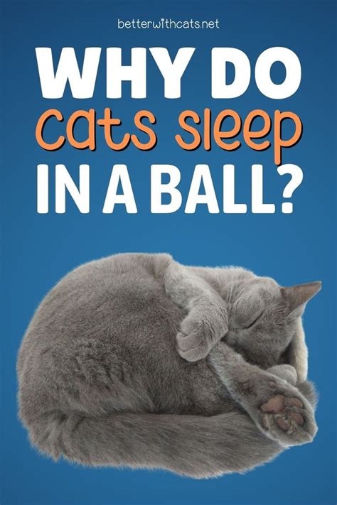 Why Do Cats Sleep In A Ball 4 Reasons Explained Artofit