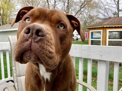 Can A Dog Test False Positive For Parvo