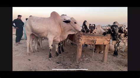 Bhatta Chowk Rawalpindi Islamabad Cow Mandi Eid Ul Azha