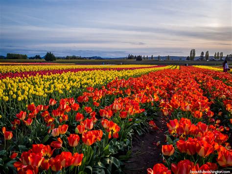 Skagit Valley Tulip Festival