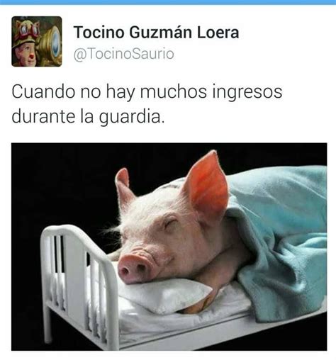 31 Memes Que Son La Vida Misma De Todo Veterinario En 2020 Cerdo Bebé