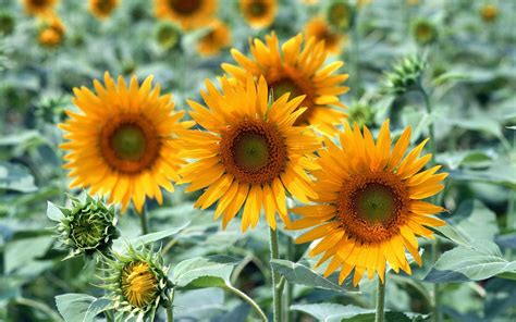 sunflowers | Sunflower fields, Sunflower, Amazing flowers