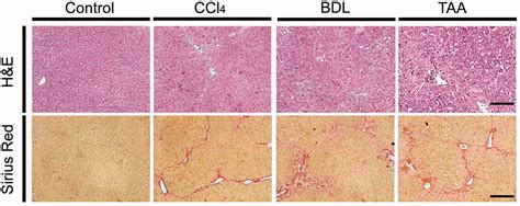 Standard Operating Procedures In Experimental Liver Research