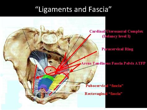 Pelvic Floor And Functional Anatomy Assoc Prof Gazi