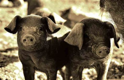 Most Common Breeds of Pet Pigs | Pet Pig World