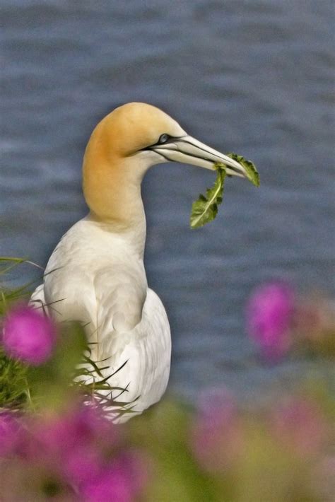 Gannet Kevin Moore Flickr