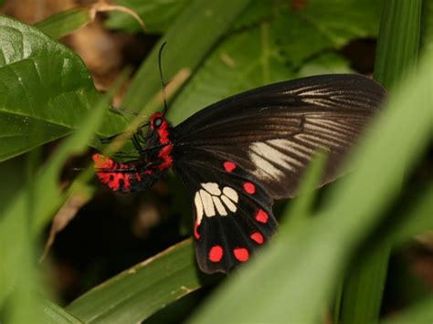 Pachliopta Polydorus Australian Butterflies