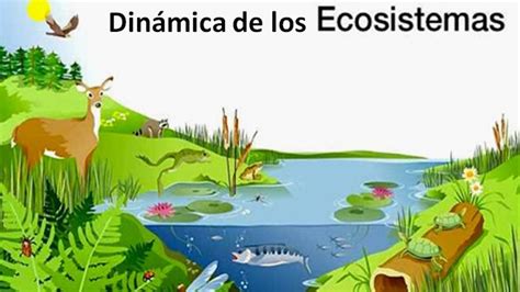 Maysch Video Din Mica De Los Ecosistemas Youtube