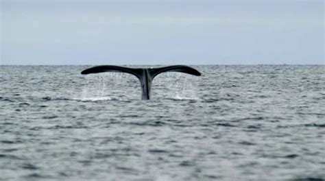 Bowhead whale breaching the water of the... | Stock Video | Pond5