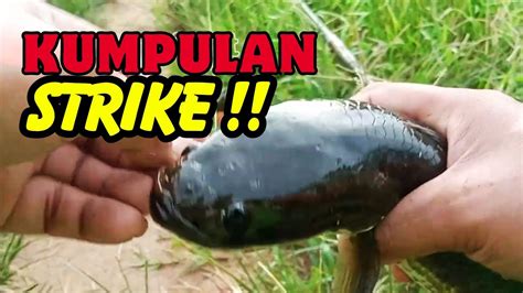 Kumpulan Strike Mancing Ikan Gabus Pakai Umpan Kodok Asli Umpan Jitu