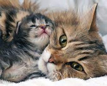 Mothers With Kittens Most In Need | RGVHS