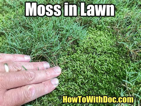 Kill Moss in Lawn - How To