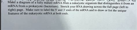 Solved Make A Diagram Of A Fully Mature Mrna From A Eukaryotic