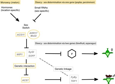 Frontiers The Diversity And Dynamics Of Sex Determination In