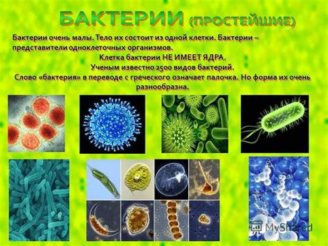 Презентация на тему: "Презентация на тему: «Многообразие живого мира ...