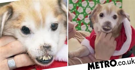 Elderly Dog Born With No Nose Is Left Homeless At Christmas Metro News