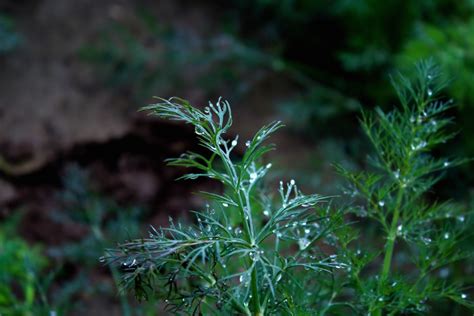 Free Images Tree Nature Branch Leaf Flower Green Herb Soil