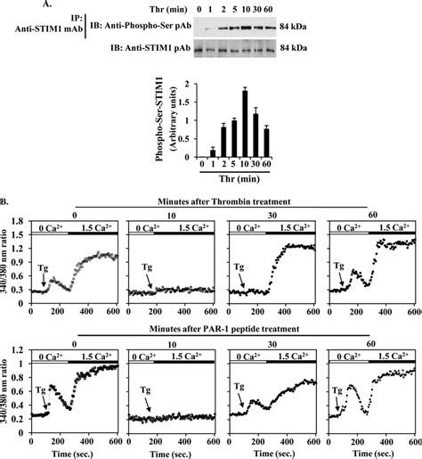 Stim Phosphorylation Inhibits Soce In Endothelial Cells A