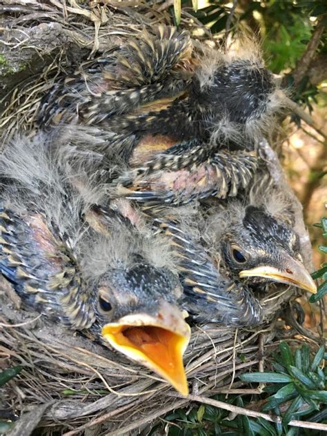 Robins Celebrate Urban Birds