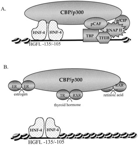 Model For The Interaction Of Hnf And Cbp On The Hgfl Promoter